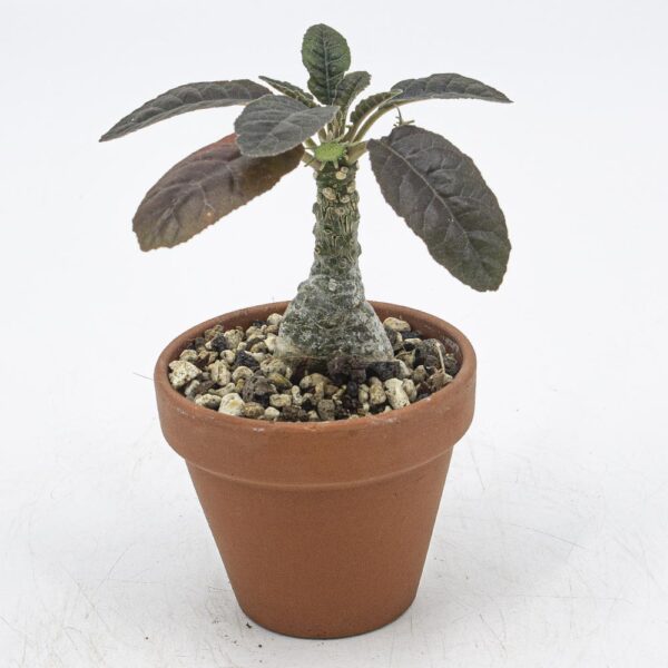 Dorstenia crispa
