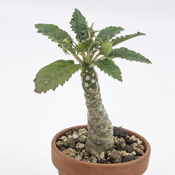 Dorstenia lavrani