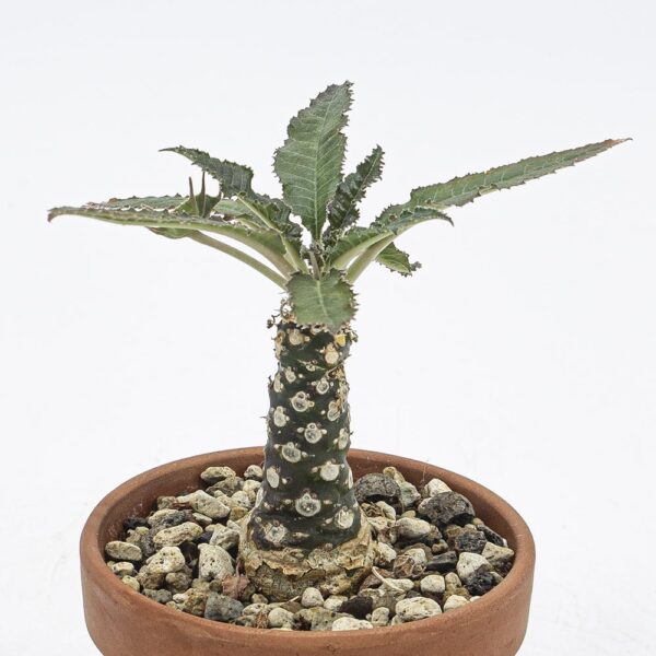 Dorstenia long leaves