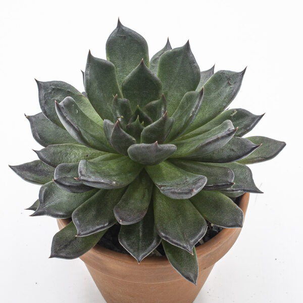 Echeveria Black Prince