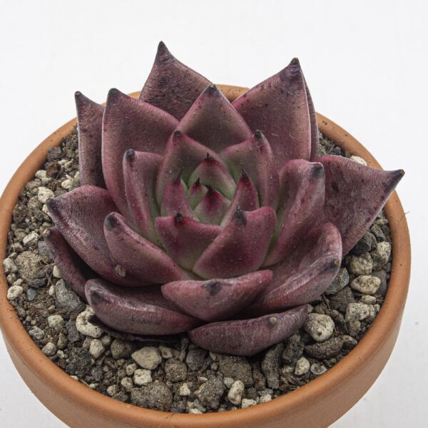 Echeveria Dahongpao