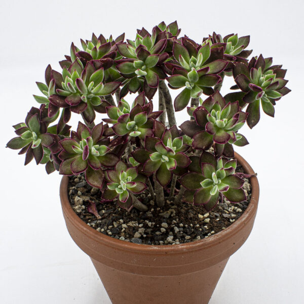 Echeveria Devotion
