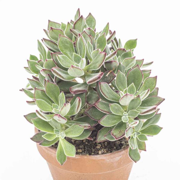 Echeveria Devotion