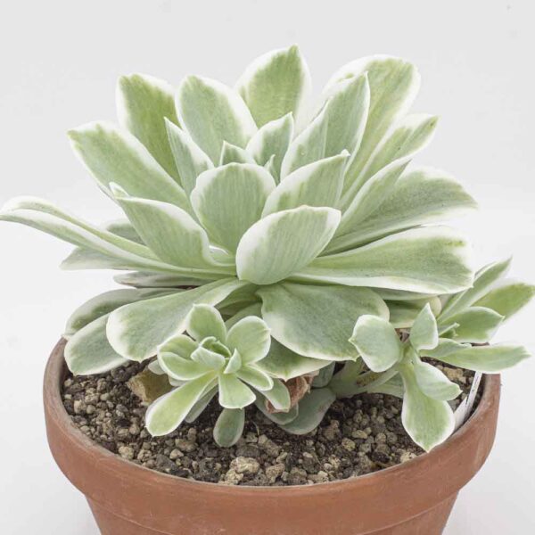 Echeveria Lemon Rose