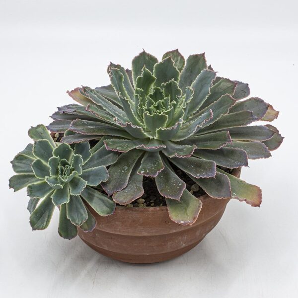 Echeveria Neonbreaker