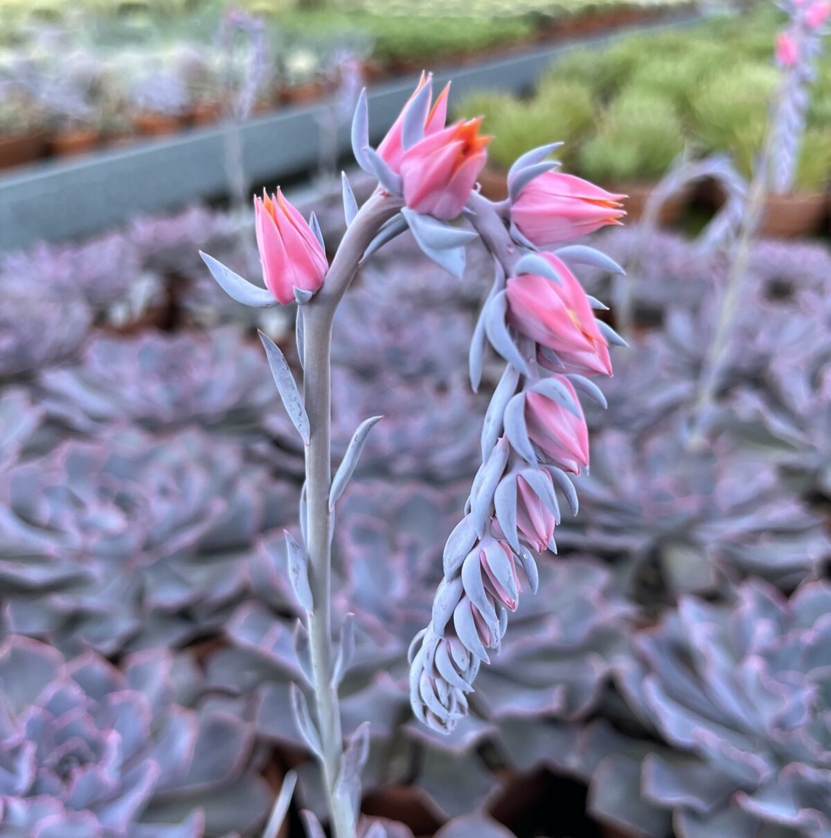 Echeveria Neonbreaker – Bild 3