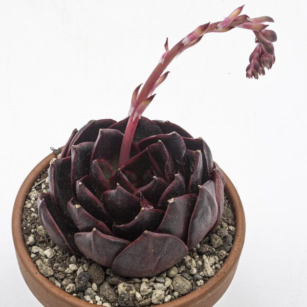 Echeveria Red Light