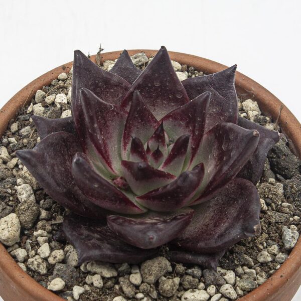 Echeveria Romeo Rubin
