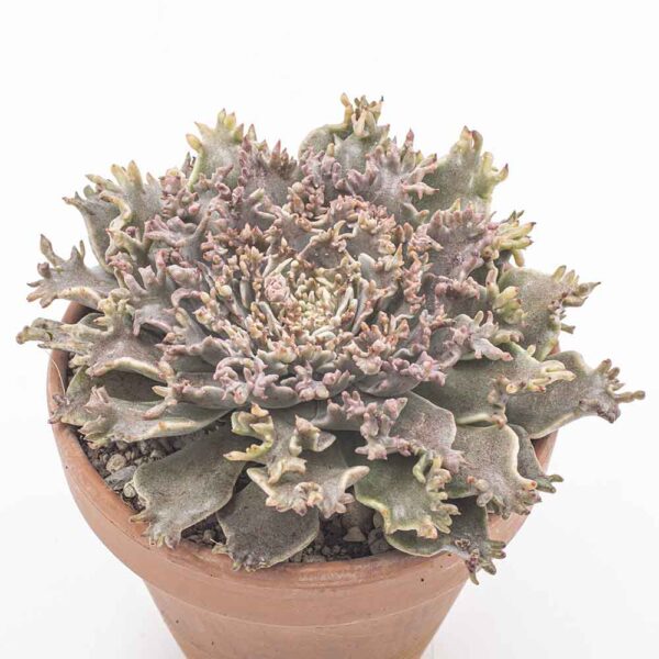 Echeveria Starfire
