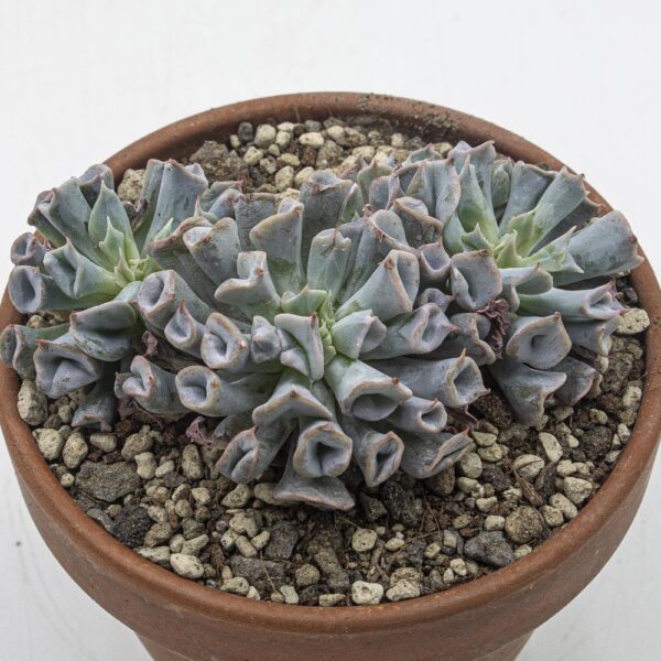 Echeveria Trumpet Pinky