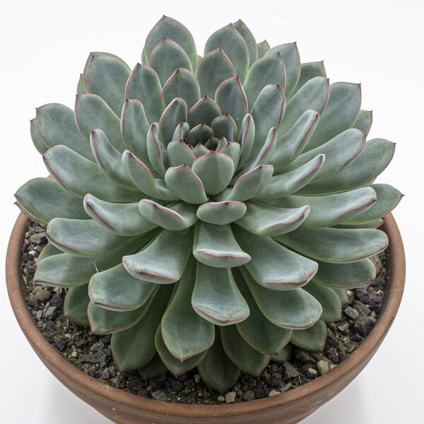 Echeveria apus