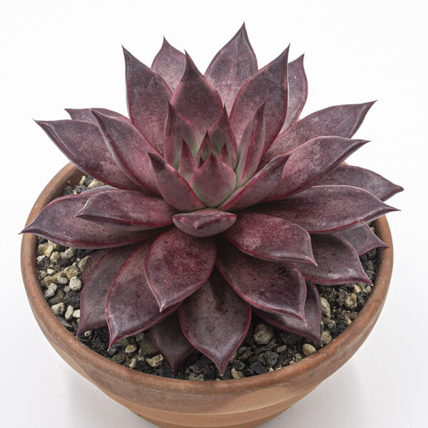 Echeveria atlas