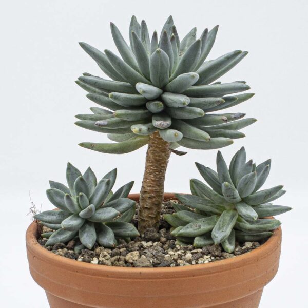 Echeveria hookerii