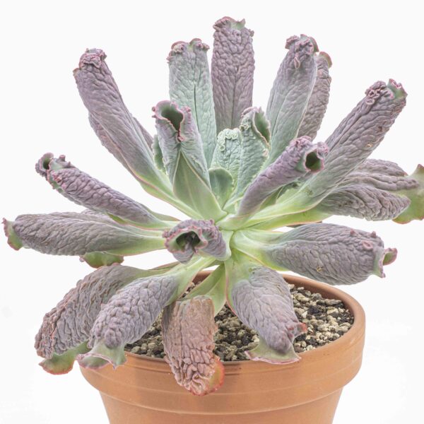 Echeveria linguas