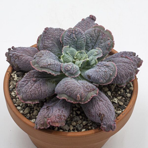 Echeveria linguas