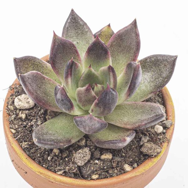 Echeveria nuda variegata