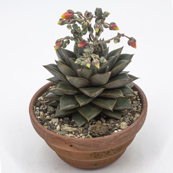 Echeveria purpurosia