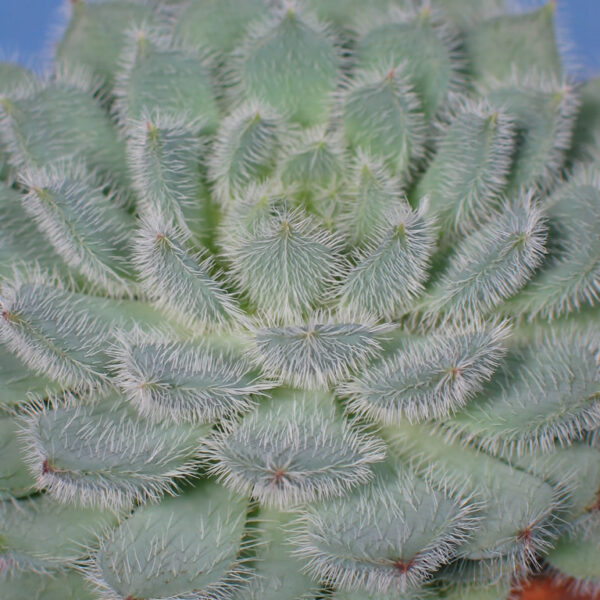 Echeveria setosa hell