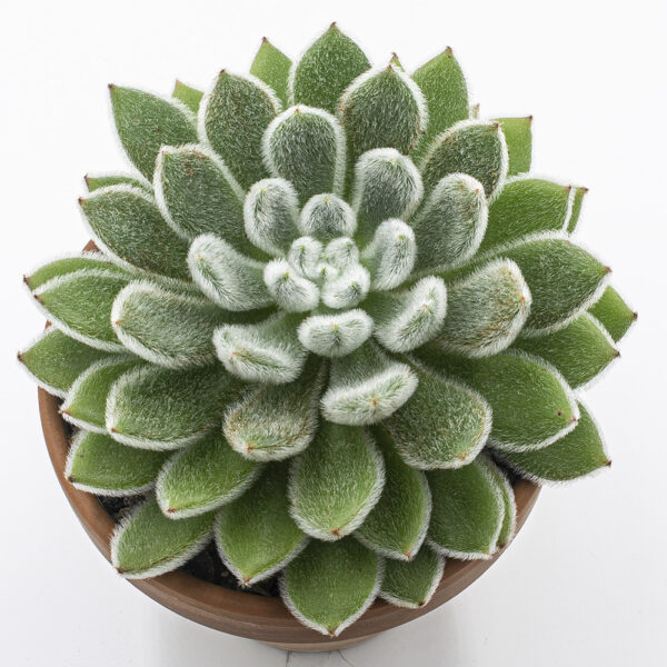 Echeveria setosa flach