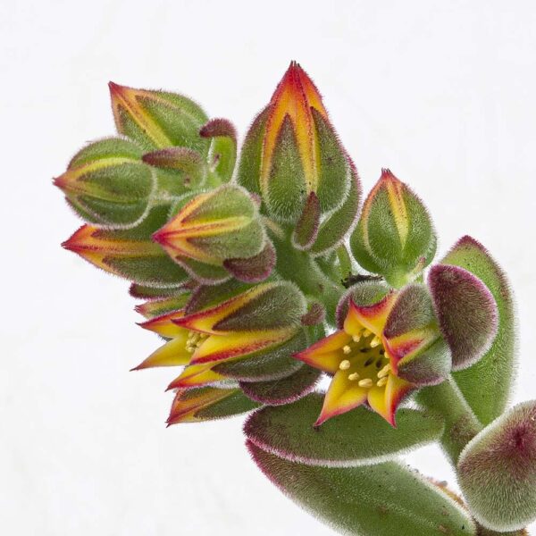 Echeveria setosa Oliver