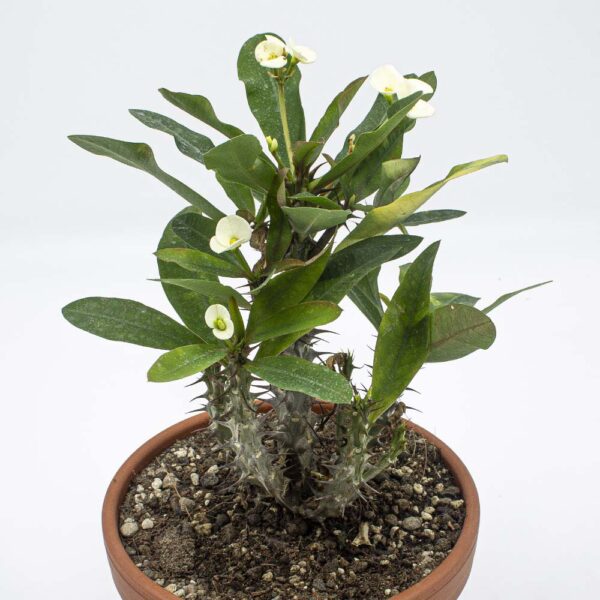 Euphorbia milii gelblich weiss