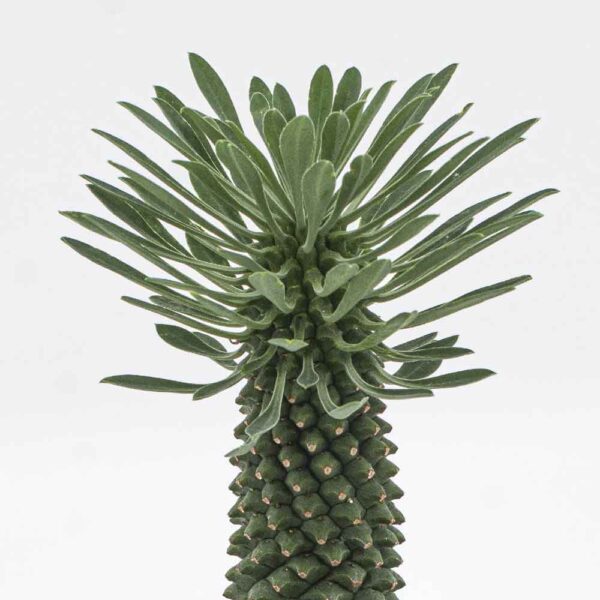 Euphorbia Sotetsu Kirin