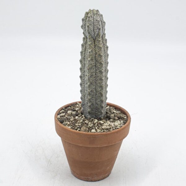 Euphorbia abdelkuri