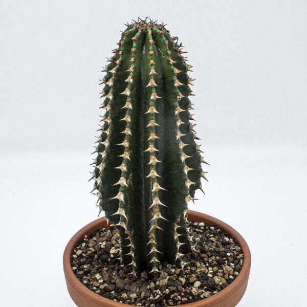 Euphorbia abessinica
