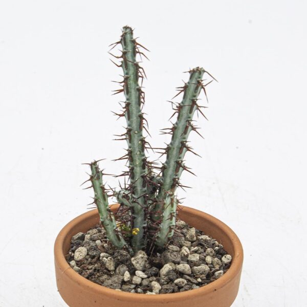 Euphorbia aeruginosa klein