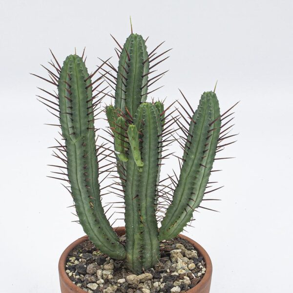 kaktus buddha temple Crassula Buddha Temple