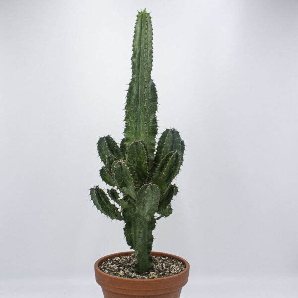 Euphorbia eritrea