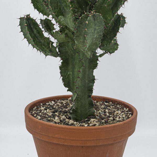 mammalia kaktus Mammillaria ernestii – Serres Lavoie main image 1