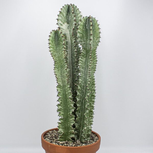 Euphorbia eritrea marmorata 3er
