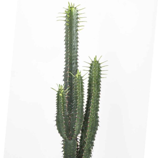 Euphorbia eritrea mediopicta