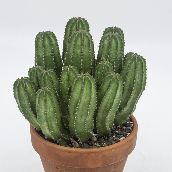 Euphorbia frankii