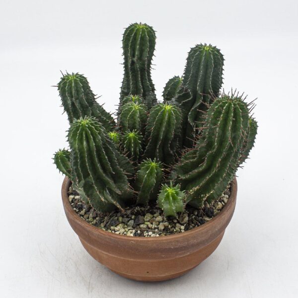 Euphorbia horrida Schale