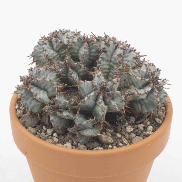 Euphorbia horrida striata alba Gruppe