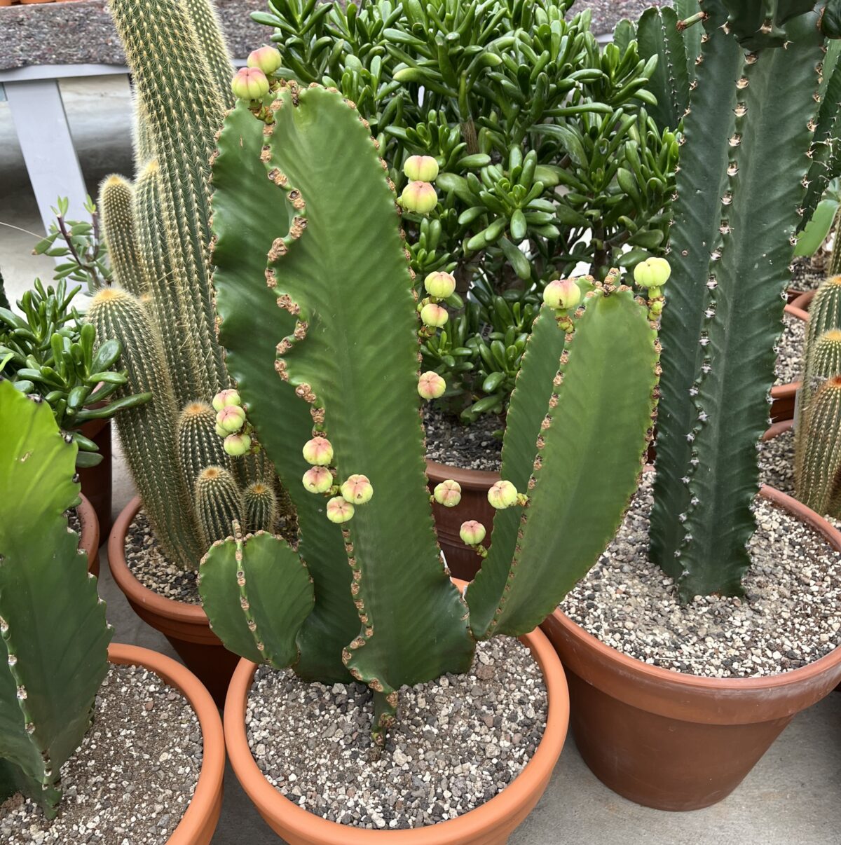 Euphorbia ingens Solitär – Bild 6