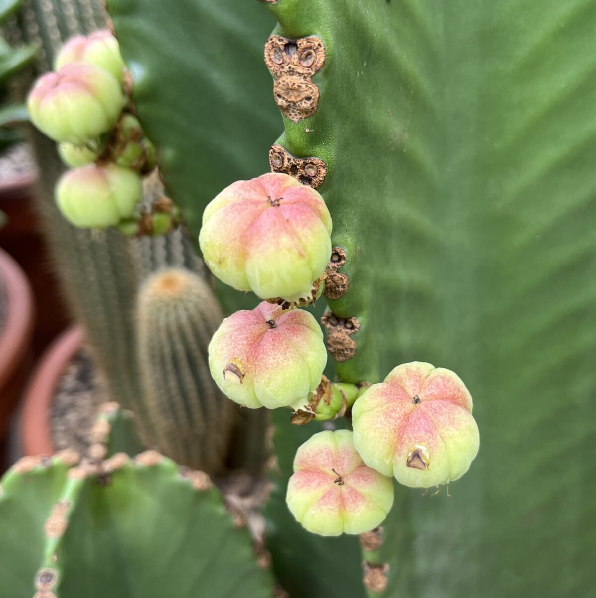 Euphorbia ingens Solitär – Bild 7