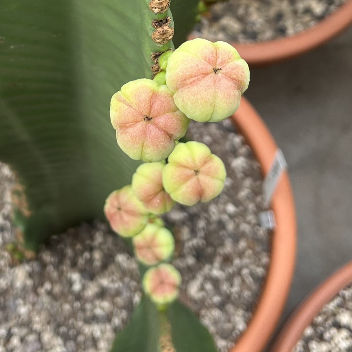 Euphorbia ingens Solitär – Bild 8