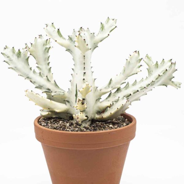 Euphorbia lactea "White Ghost"