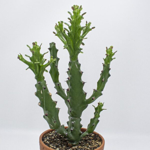 Euphorbia mayuranathanii