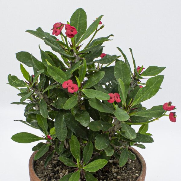 Euphorbia milii rot