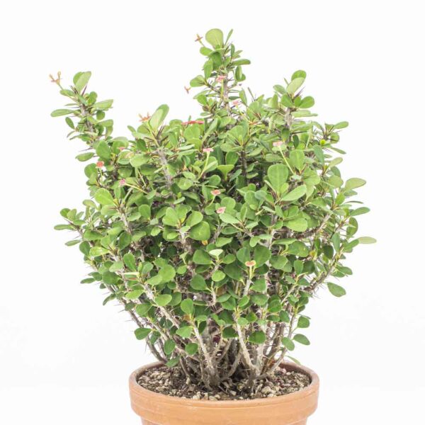 Euphorbia milii rot kleine Blätter