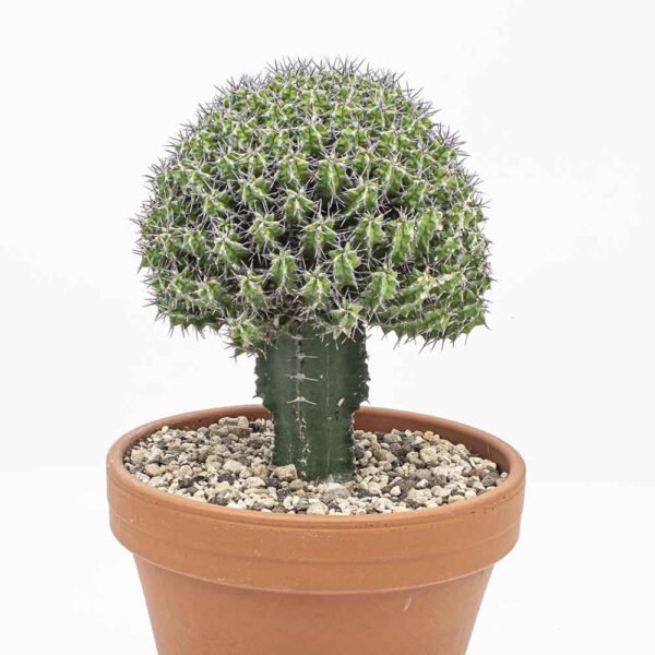 Euphorbia mitriformis gepfropft