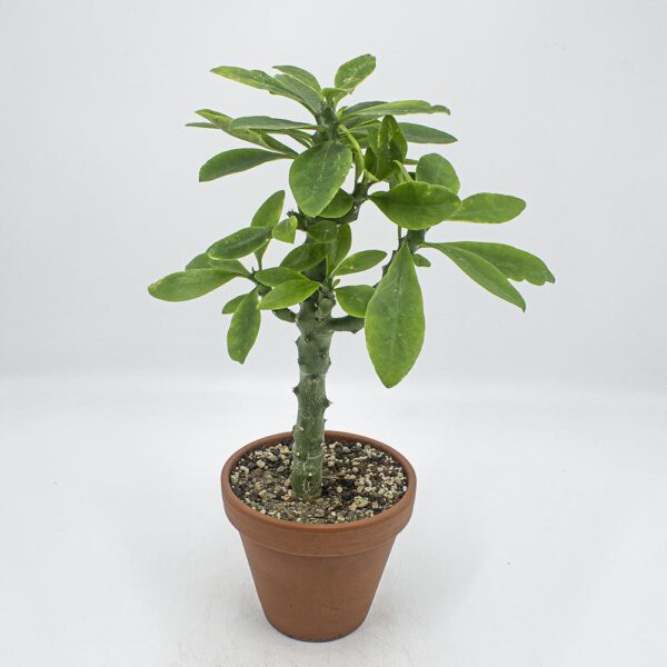 Euphorbia neriifolia