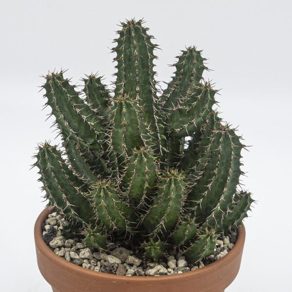 Euphorbia seibanica