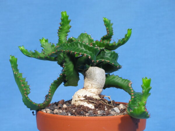 Euphorbia stellata – Bild 4