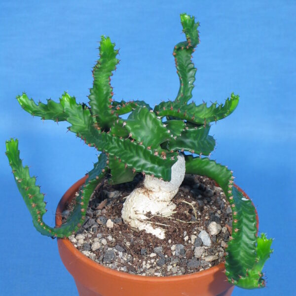 Euphorbia stellata – Bild 2