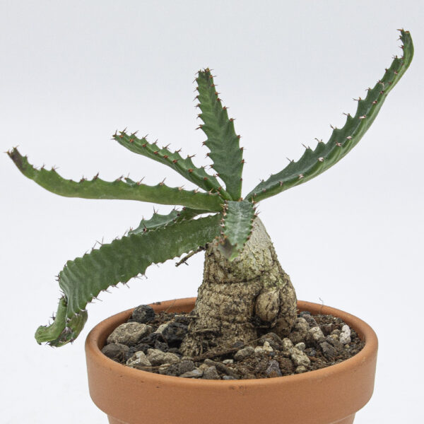 Euphorbia stellata – Bild 3